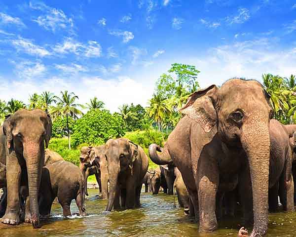 Sawa Travels Sri Lanka - Kandy - 2 Days Tours