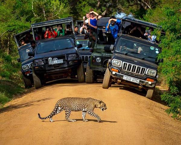 Sawa Travels Sri Lanka - Yala National Park - 3 Days Tours