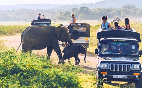 sawa travels sri lanka - Safari jeep, transportation, vehicles